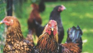 Chickens